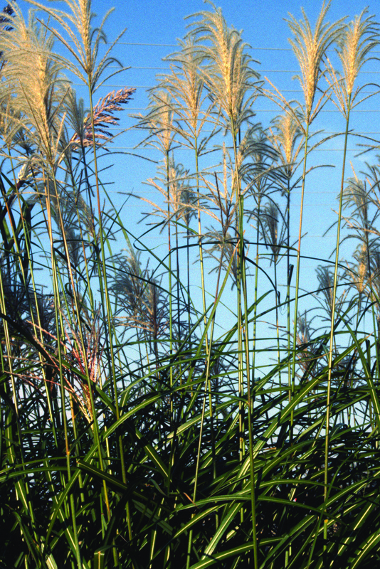 miscanthus-sinensis-grosse-fontaine-mqiunn-form.jpg