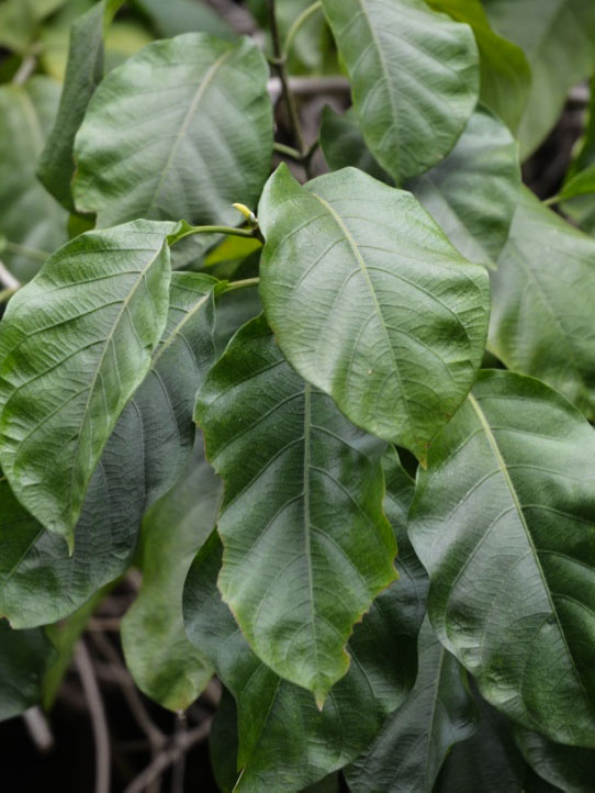 Vallaris glabra, Leaf