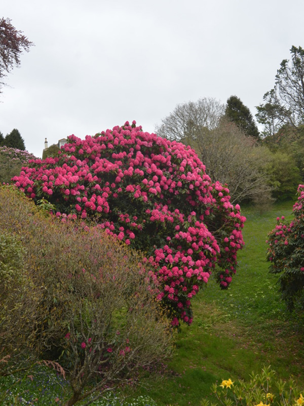 Glendurgan Gardens, Falmouth, Cornwall, United Kingdom. 
