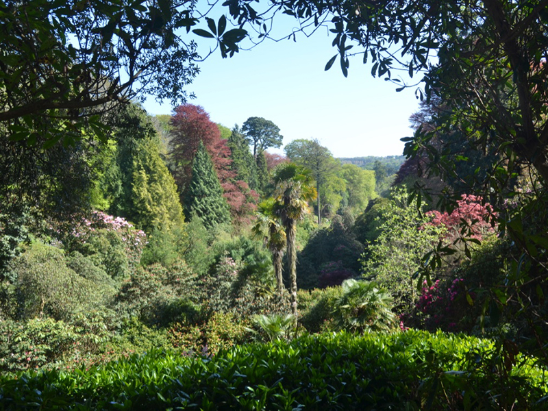 Trebah Garden Trust, Mawnan Smith, Falmouth, Cornwall.