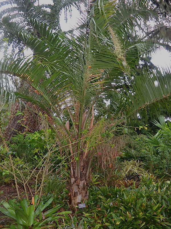 x Butiagrus nabonnandii, form, Harry P. Leu Gardens, Orlando, Florida, United States of America.