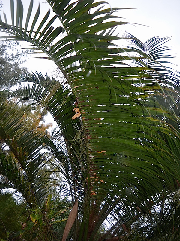 x Butiagrus nabonnandii, leaf, Harry P. Leu Gardens, Orlando, Florida, United States of America.